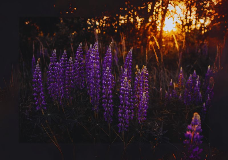 Understanding Lupine