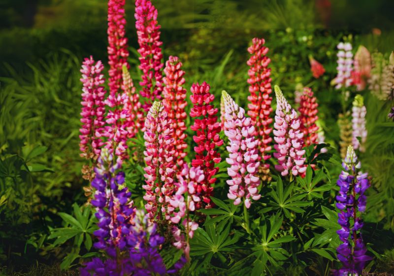 Lupines
