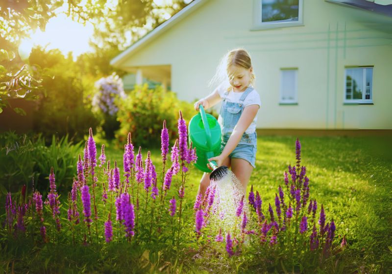 Caring for Delphinium