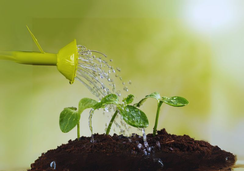 Watering Requirements