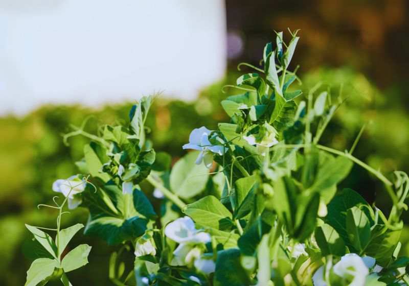 Benefits of Growing Sweet Peas