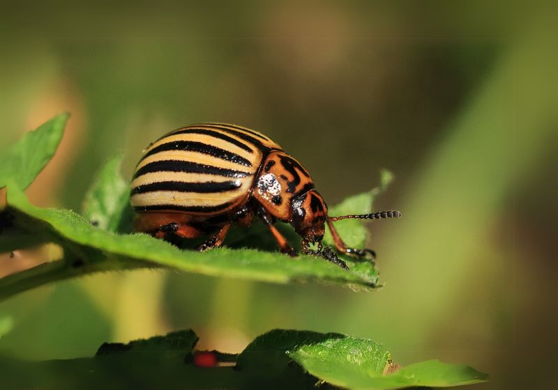 Managing Pests and Diseases