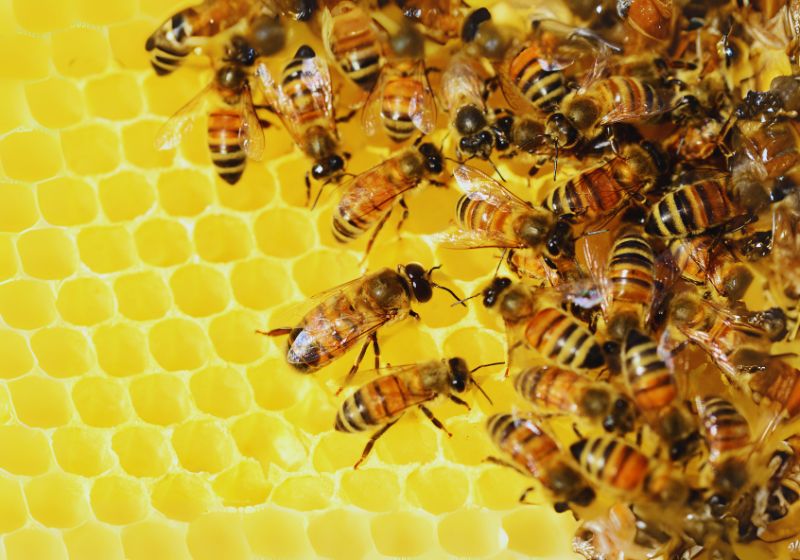 Power of Honey