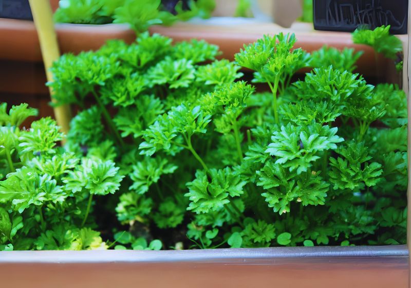 Parsley for Detoxifying and Kidney Health