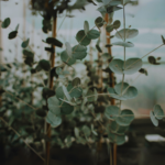 The Benefits of Eucalyptus for Respiratory Health