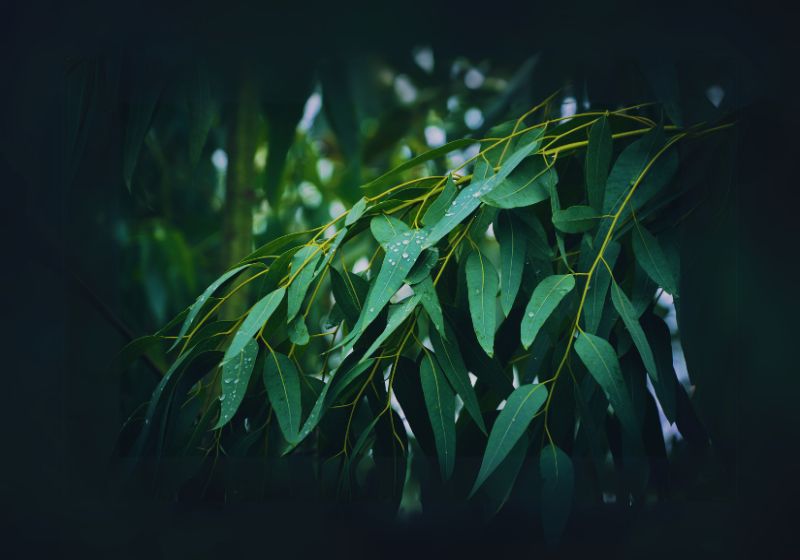 Eucalyptus as a Natural Decongestant