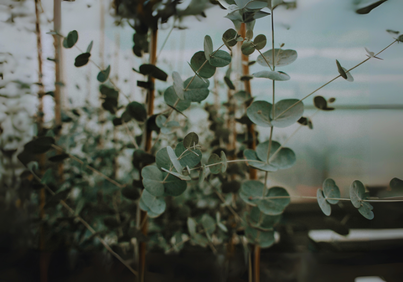 The Benefits of Eucalyptus for Respiratory Health